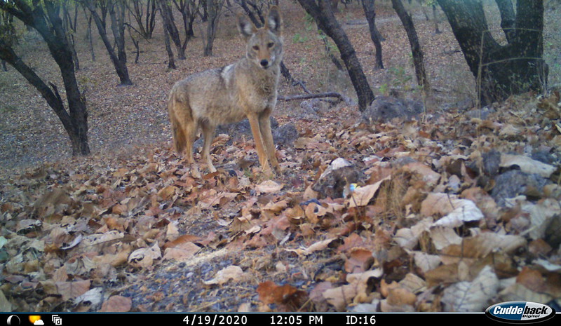 Muestran fotos de animales en la naturaleza