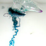 Aparecen animal peligroso en playas de Nayarit, Jalisco preocupado